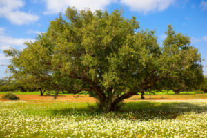 Argan - železno drevo, arganovo olje za kozmetiko