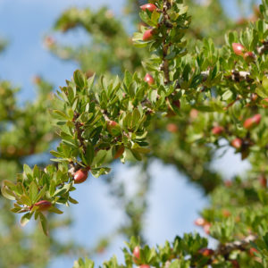 Hladno stiskan argan za čudovite in močne lase