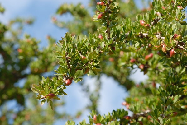 Hladno stiskan argan za čudovite in močne lase